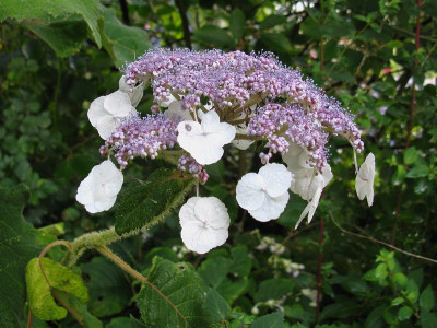 Hydrangea sargentiana Typ Ostwestfalen (Kopie).jpg