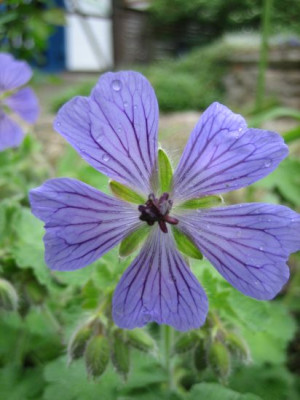 Geranium_renardii_Philippe_Vapelle__06591.jpg