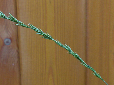 Molinia Staffhorster Sunder Detail (Kopie).jpg