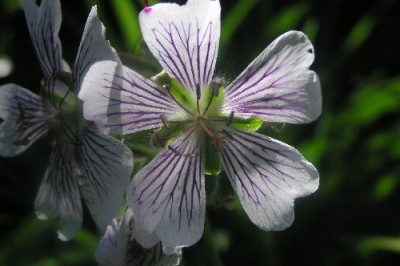 Geranium-renardii.jpg