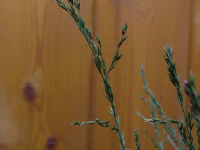 Molinia Klenken Sunder Detail (Kopie).jpg