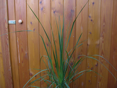 Molinia Börde (Kopie).jpg