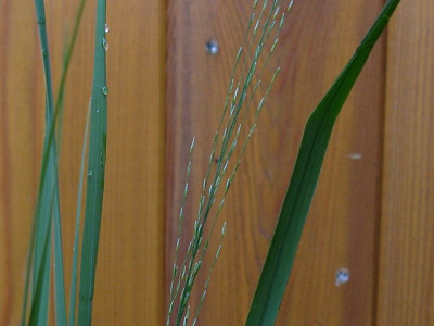 Molinia Börde Detail (Kopie).jpg