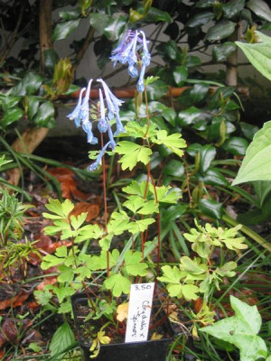 IMG_0019_Medium.JPG
