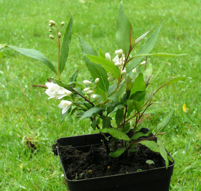 Deutzia_minima_Ganzkoerper_k.jpg