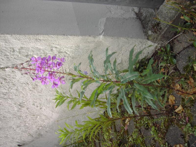 PICT0677.JPG
