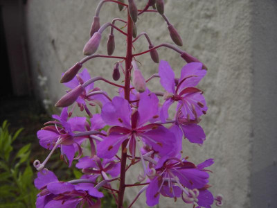 PICT0681.JPG