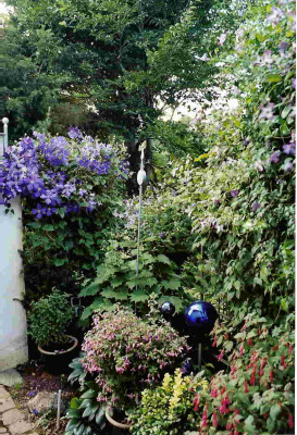 Clematis_Jackmani_Superb.jpg