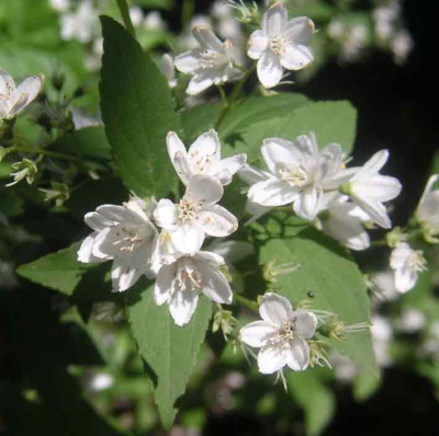 Deutzia_gracilis.jpg
