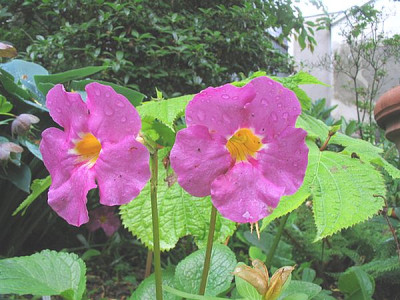 Incarvillea_compacta_fars.jpg