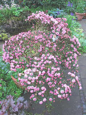 Rhododendron_trichostomum_2006__2.jpg