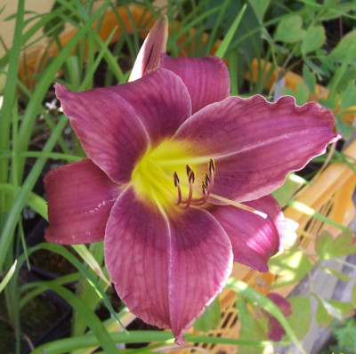 100_5949 Haller Blaumeise x Trahlyta.jpg