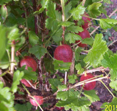 100_5959 Stachelbeere.jpg