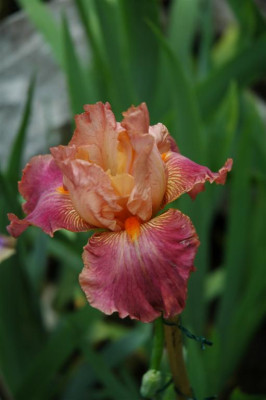 2006H748_Large.JPG