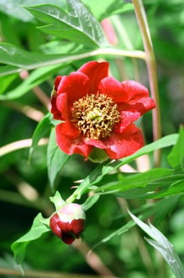Paeonia_delavayi_zwei.jpg