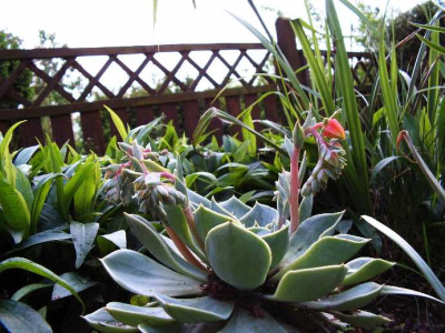 Welches_Sedum.JPG
