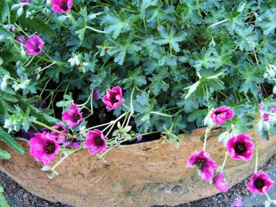 Geranium_Purple_Pillow.JPG