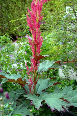 Rheum_palmatum_tanguticum.jpg