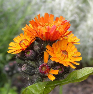Strohblume.jpg