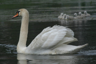 Schwan-Mai-01.jpg