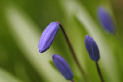 Scilla-Apri06-01.jpg