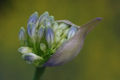 Agapanthus-Mai-01.jpg