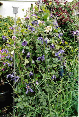 Clematis_Sizaja_Ptitza_integrifolia.jpg