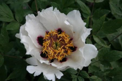 Paonia_Rockii_Hybride_zwei.jpg