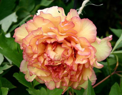 Strauchpfingsrose_gelbrot.jpg