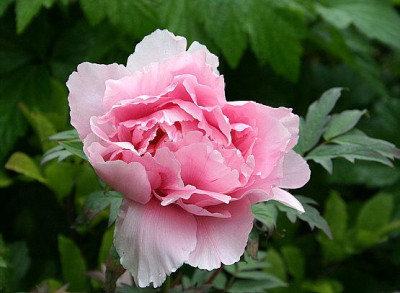 St_Paeonia_suff_Hanakisoi11.jpg