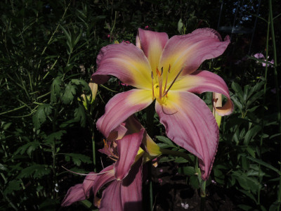 Hem.Lilting Lavender 15.JPG