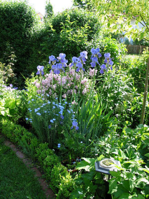 Syringa_Iris.jpg
