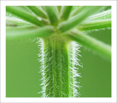 Wiesenkerbel_Details_1_28-05-2005.jpg