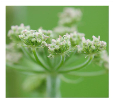 Wiesenkerbel_Details_2_28-05-2005.jpg