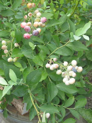 Blaubeere im Weinfass.JPG