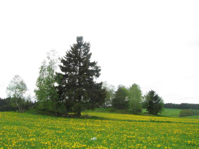 loewenwiese2.jpg