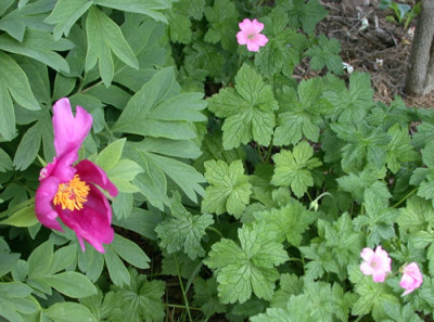 Pfingstrose_pelegrina_x_officinalis_R_26861_.jpg