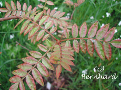 sorbus_discolor_2.jpg