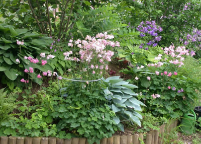 Colorado-Akelei__Hosta_N_26816.jpg