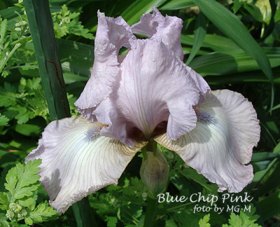 Imgp6215-Blue-Ch-Pink.jpg