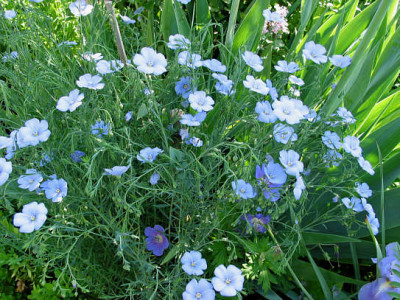 St_Linum_perenne1.jpg
