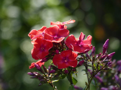 2015-07-20 Phlox 'Flammenkuppel'.jpg