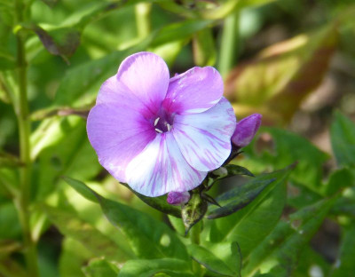 2015-07-20 Phlox 'Fondant Fancy' 1.jpg
