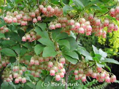 enkianthus_campanulatus_3.jpg