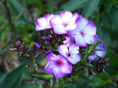 2015-07-20 Phlox 'Gefrees'.jpg