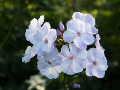 2015-07-20 Phlox 'Violetta Gloriosa'.jpg