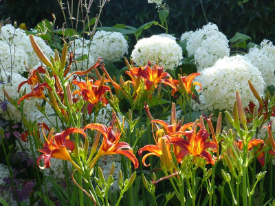 2015-07-20 Hemerocallis 'Crimson Pirate' 1.jpg