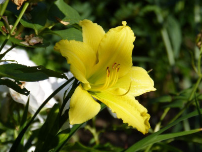 2015-07-20 Hemerocallis 'Green Flutter'.jpg