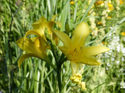 2015-07-20 Hemerocallis 'Notify Ground Crew' 1.jpg