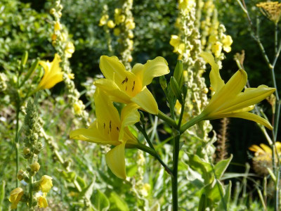 2015-07-20 Hemerocallis 'Notify Ground Crew' 2.jpg